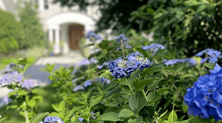 Seahorse Fine Gardening | Professional Fine Gardening Services in New Hampshire