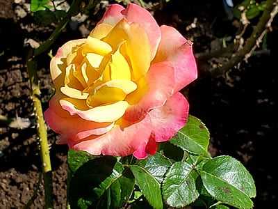 Seahorse Fine Gardening | NH rose specialist