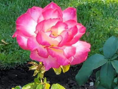 Seahorse Fine Gardening | NH rose garden installation