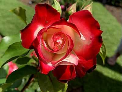 Seahorse Fine Gardening | NH specialty rose specialist