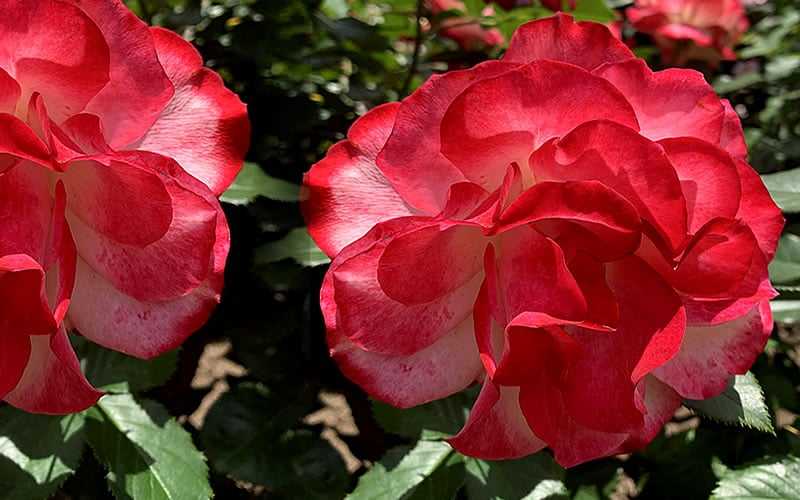 Seahorse Fine Gardening | Beautiful healthy red roses