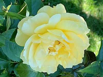 Seahorse Fine Gardening | NH beautiful yellow rose