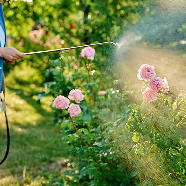 Seahorse Fine Gardening | Treating roses from pest bugs and disease