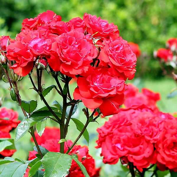Seahorse Fine Gardening | NH professional rose care specialist