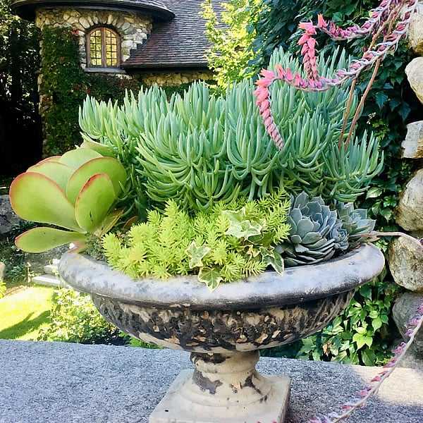 Seahorse Fine Gardening |  NH potted garden design