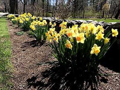 Seahorse Fine Gardening | NH day lillies