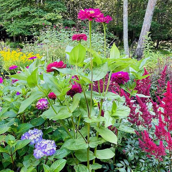 Seahorse Fine Gardening | NH Perennial Garden Installation services