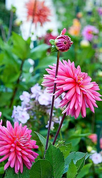 Seahorse Fine Gardening | Perennial Garden Installs