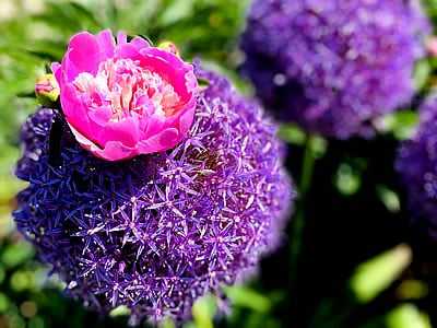 Seahorse Fine Gardening | Purple flower garden plants