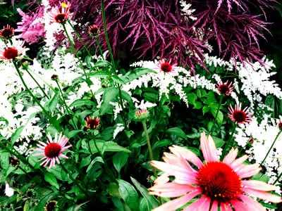 Seahorse Fine Gardening | Perennial Garden experts