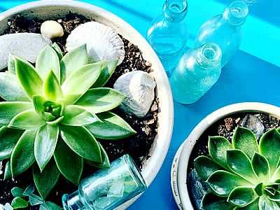 Seahorse Fine Gardening | Garden plants