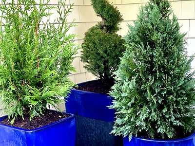 Seahorse Fine Gardening | NH potted bushes