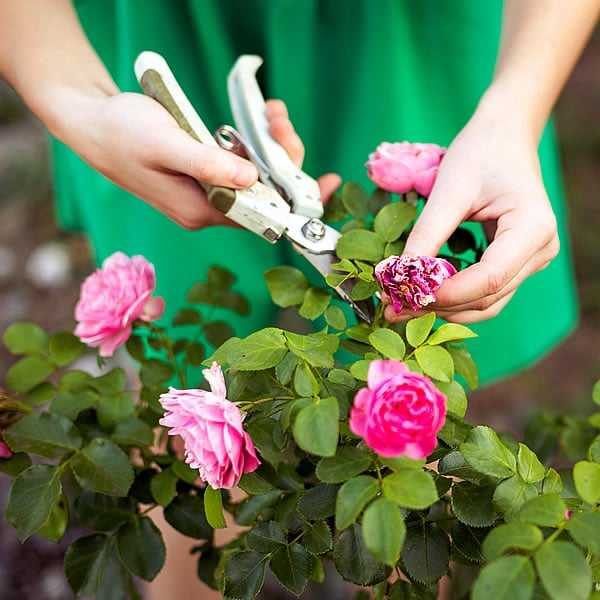 Seahorse Fine Gardening | NH professional rose care specialist