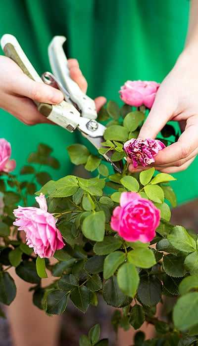 Seahorse Fine Gardening | NH seacoast shrub pruning